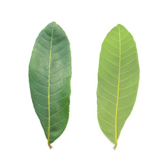 green leaf on a white background