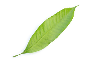 green leaf on a white background
