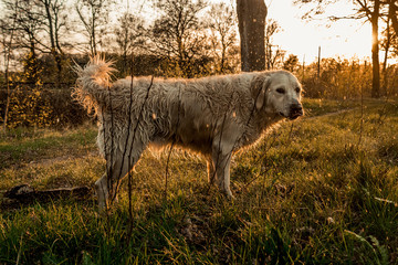 Fototapeta premium Dog in sunset