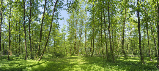 Sunny morning in the summer forest