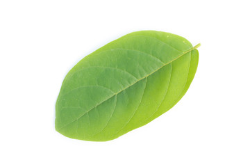 Obraz premium green leaf on a white