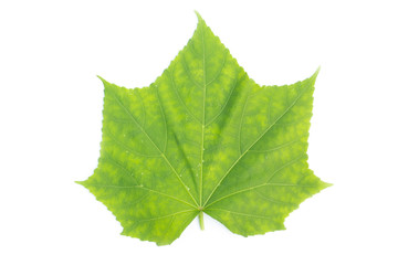 green leaf on a white