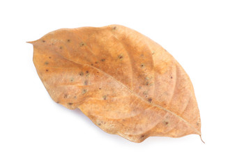 Dry leaf on white