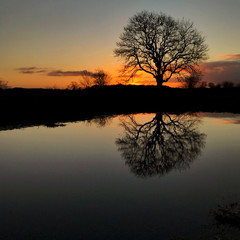 Sunset with tree silhouette reflected in floodwater