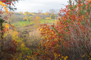 Yellow autumn trees in the park and rowan tree with berries ahead