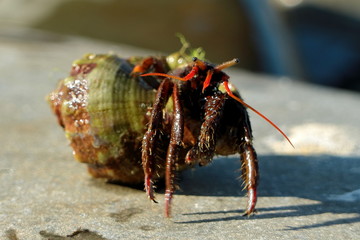 Picture of a hermit crab.