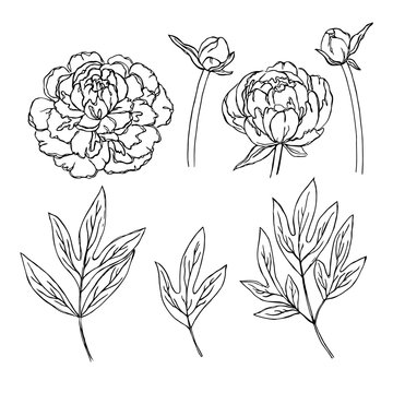 vector contour peony rose flowers bud leaf coloring book