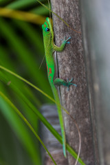 Gecko de Madagascar