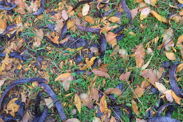 Acacia seeds and autumn leaves.