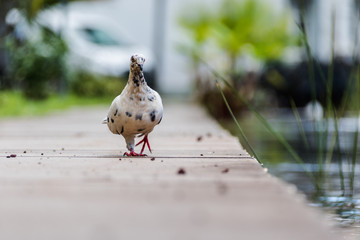 Pigeon marcheur