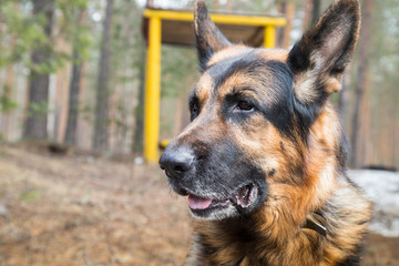 Dog German Shepherd in the forest in an early spring