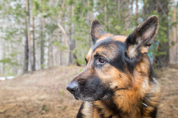 Dog German Shepherd in the forest in an early spring