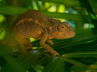 Caméléon endormi