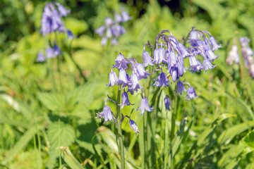 Flowering Common Bluebell bulb plants from close.