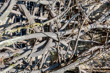 Roots and plants growing on a house wall / facade. Fullscreen texture.