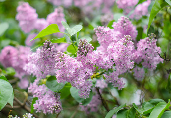 Fototapeta na wymiar Purple lilac bush blooming. Spring flowers.