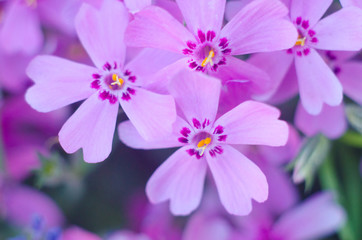 Fototapeta na wymiar Purple creepeing phlox subulata flowers.