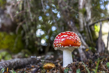 Close-up picture of a Amanita poisonous mushroom in nature