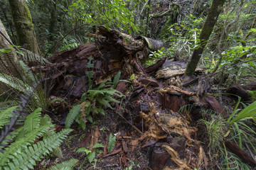 Broken tree at Tongariro alpine crossing, New Zealand