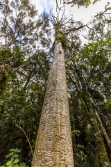 Fototapeta premium Tree trunk damaged by a labyrinth of woodworm tunnels at Tongariro alpine crossing, New Zealand