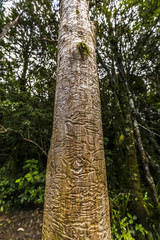 Fototapeta premium Tree trunk damaged by a labyrinth of woodworm tunnels at Tongariro alpine crossing, New Zealand