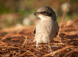 Baby Mockingbird (Mimus polyglottos) in Nest