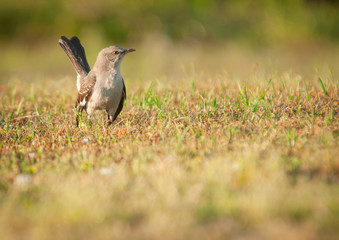 Mockingbird Portrait (Mimus polyglottos)