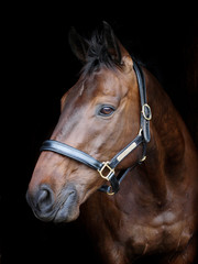 Horse Headshot Against Black Background