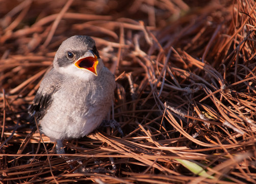 Baby Mockingbird (Mimus polyglottos) in Nest