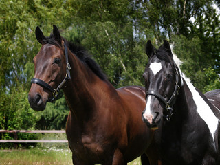 Obraz premium Head Shot of Two Horses