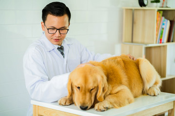 Veterinary male checking up the sick golden retriever dog.