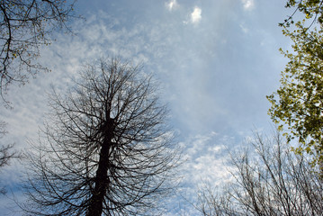Cylinder shaped cut tree silhouette, branches without leaves, surrounded by trees with new green buds, on blue cloudy spring sky horizontal background