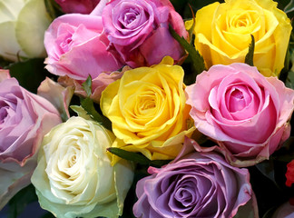 Colorful roses as background. Bouquet of pink, yellow and white flowers roses.