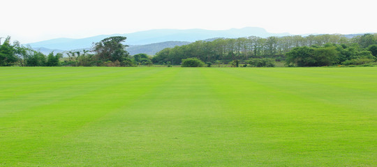 green grass lawn