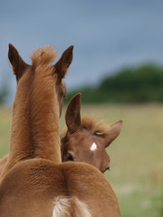 Two Foals