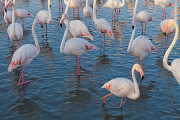 Pink big bird Greater Flamingo, Phoenicopterus ruber, in the water, Camargue, France