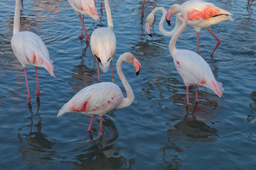 Fototapeta na wymiar Pink big bird Greater Flamingo, Phoenicopterus ruber, in the water, Camargue, France