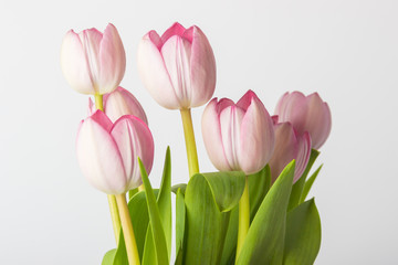 Pink flowers on a white background © Alex Zegrachov