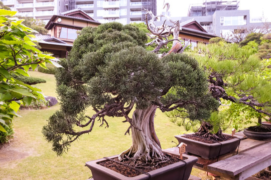 Tokyo bonsai and japanese park.