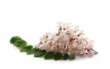 Pink acacia flowers with green leaves on branch blossoming isolated on white background