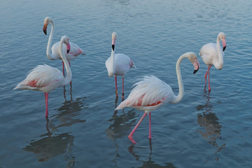Pink big bird Greater Flamingo, Phoenicopterus ruber, in the water, Camargue, France