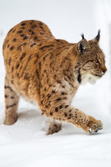 Naklejka na ściany i meble Luchs (Lynx lynx) im Winter im Tier-Freigelände im Nationalpark Bayrischer Wald, Deutschland.