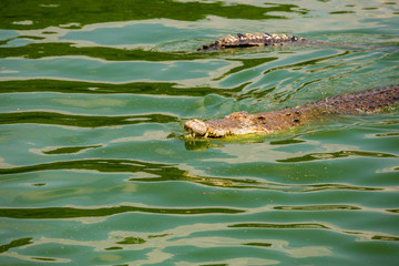 Crocodile , thailand