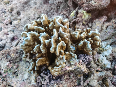 Coral at Koh Bulone, Panka Yai beach, Satun Thailand