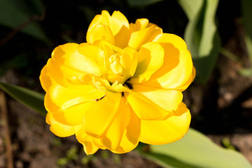 Yellow Tulip in the garden . Selective focus . Macro