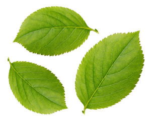 Fototapeta premium Chokeberry leaves isolated on white background