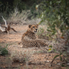 Gepard