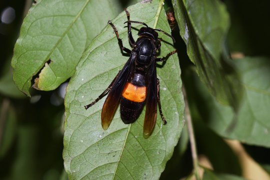 Vespa affinis on green leaf , Wasp insects feral and poisonous

