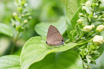 Satyrium caryaevorus, Hickory hairstreak , The butterfly wings at the ends of the wing  shaped and patterned like head and the antennae are moving , Insect on leaf with natural green background
