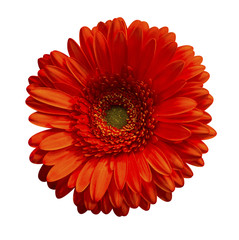 orange gerbera isolated on white background